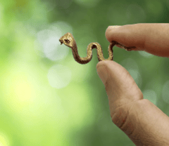Rare Miniature Brass Figurine King Cobra Nag Snake: Collectible Showpiece Statue With Fine Workmanship (12699A)